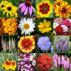 Flower Seeds - Set of 10 Flowering Seeds - omaxe seeds
