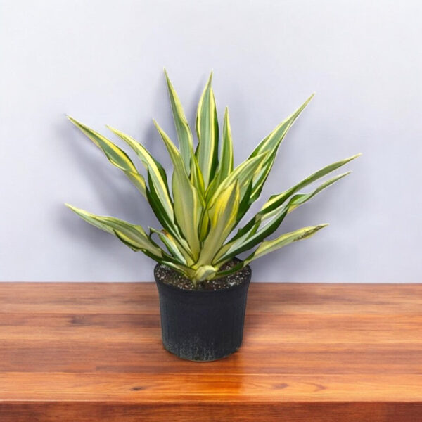 Furcraea foetida Plant - Mauritius hemp