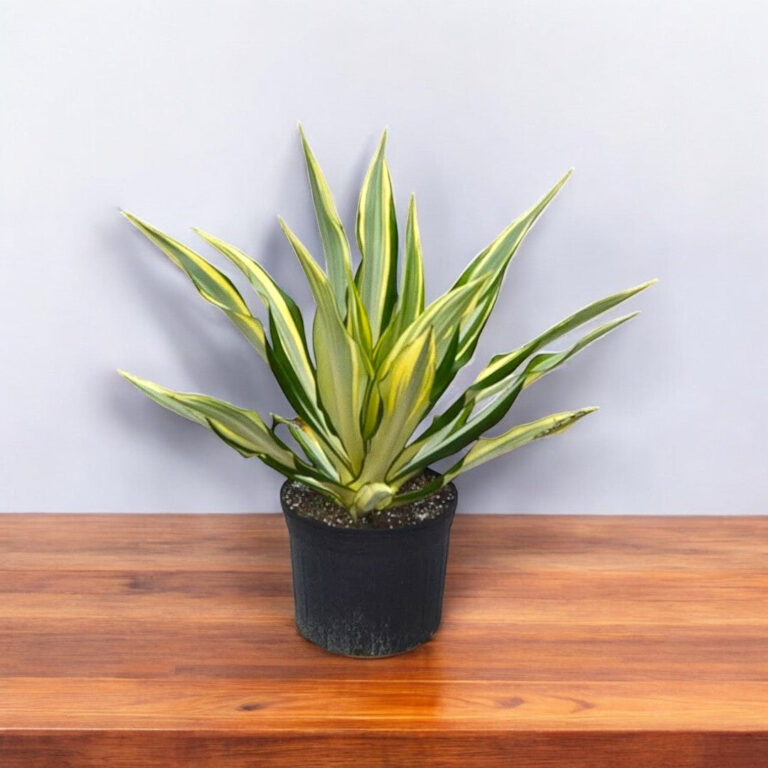 Furcraea foetida Plant - Mauritius hemp