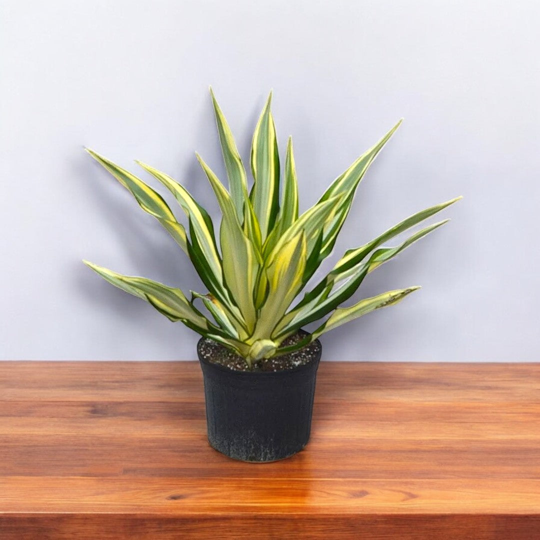 Furcraea foetida Plant - Mauritius hemp Furcraea foetida Plant - Mauritius hemp