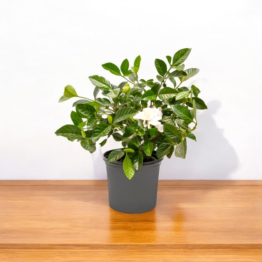 Gardenia - Ananta Plant, Gandhraj Gardenia - Ananta Plant, Gandhraj