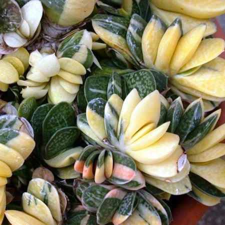 Gasteria gracilis f. Variegata Succulent Plant