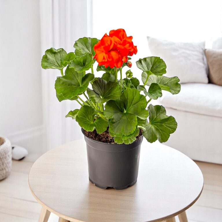 Geranium Orange Plant