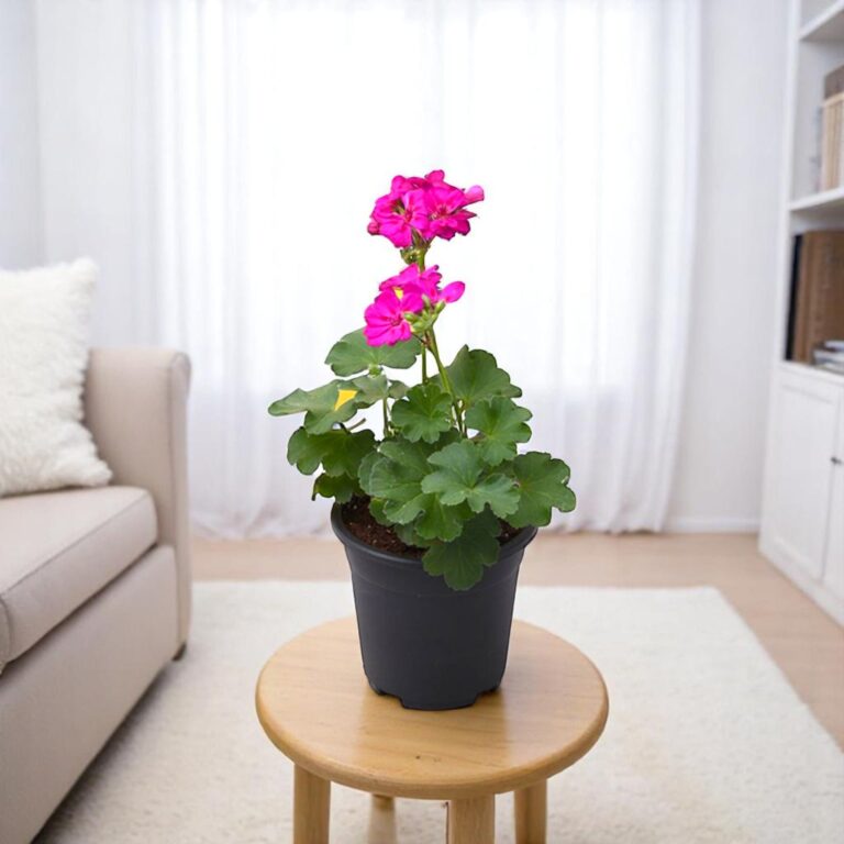 Geranium Pink Plant