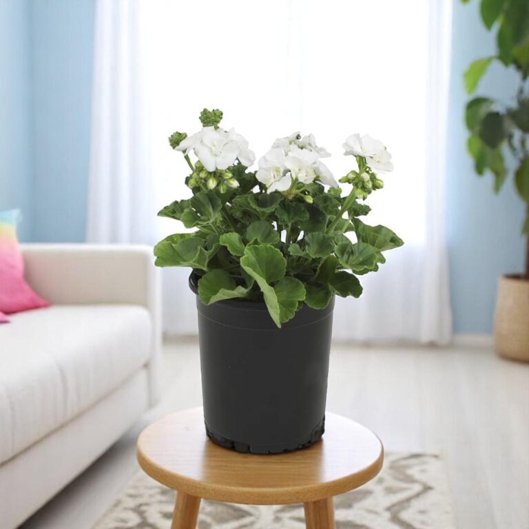 Geranium White Plant