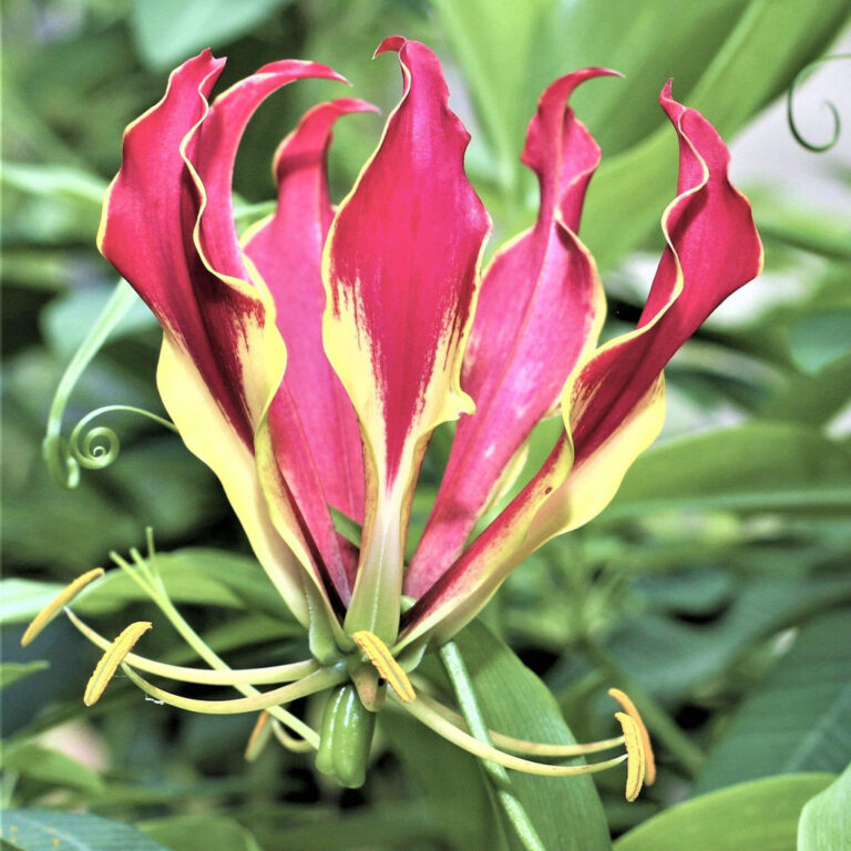 Gloriosa Pink Bulbs - 3 Bulbs