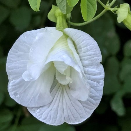 Gokarna (Aprajita) White Double Petal Plant