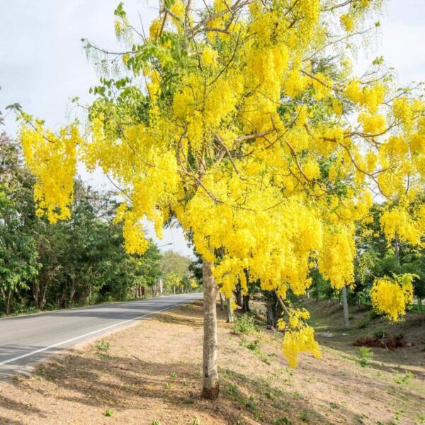 Golden Shower Tree - Amaltas, Cassia Fistula Plant