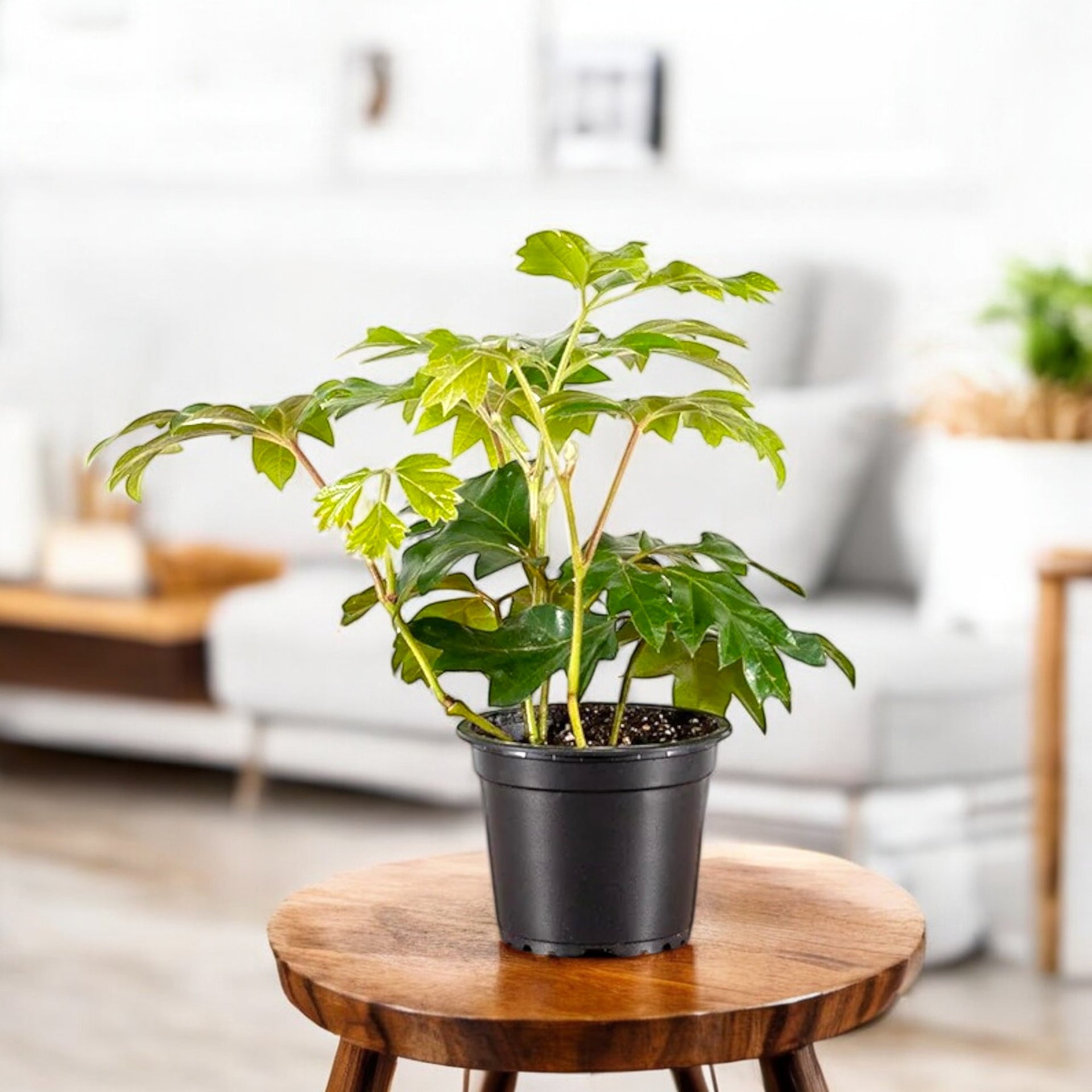 Grape Ivy Plant - Oak leaf Ivy Creeper Grape Ivy Plant - Oak leaf Ivy Creeper