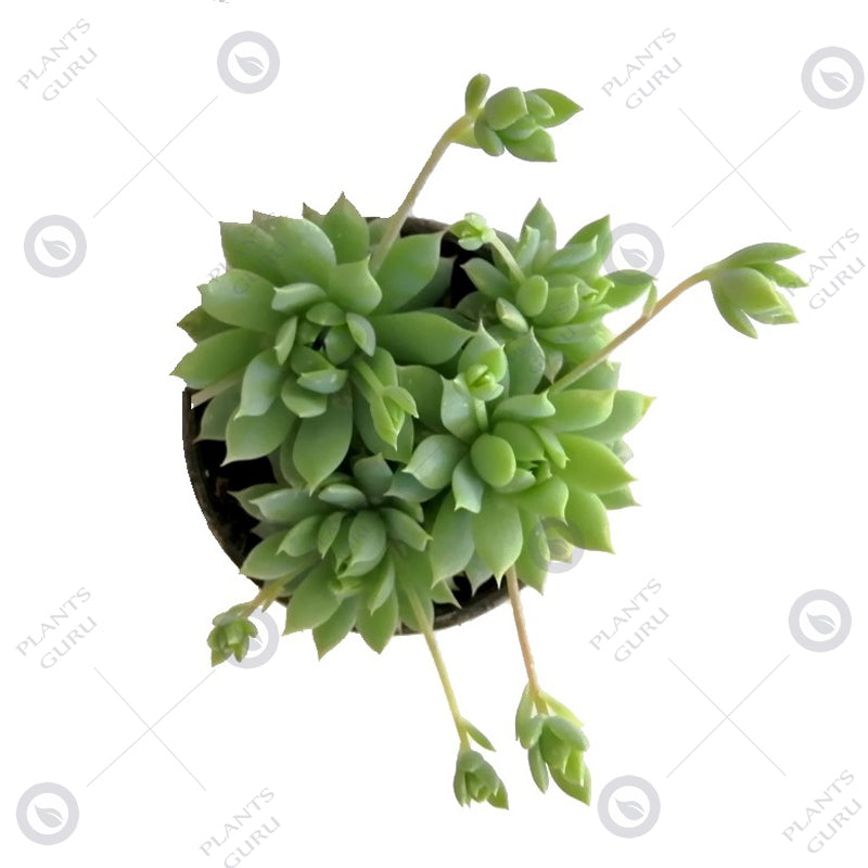 Graptopetalum Macdougallii Succulent Plant Graptopetalum Macdougallii Succulent Plant