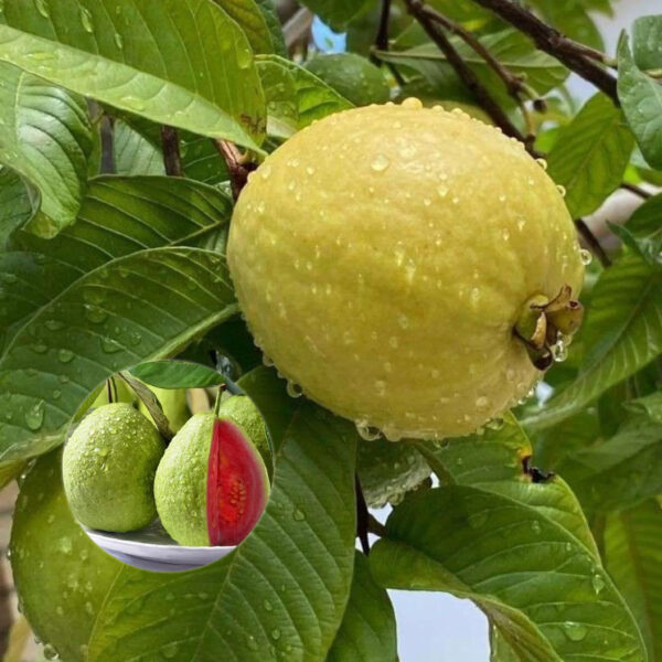 Guava Lalit Plant (grafted)