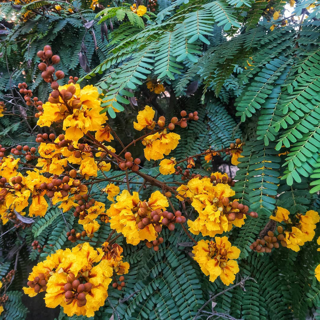 Gulmohar (yellow) Plant - Peltophorum Gulmohar (yellow) Plant - Peltophorum