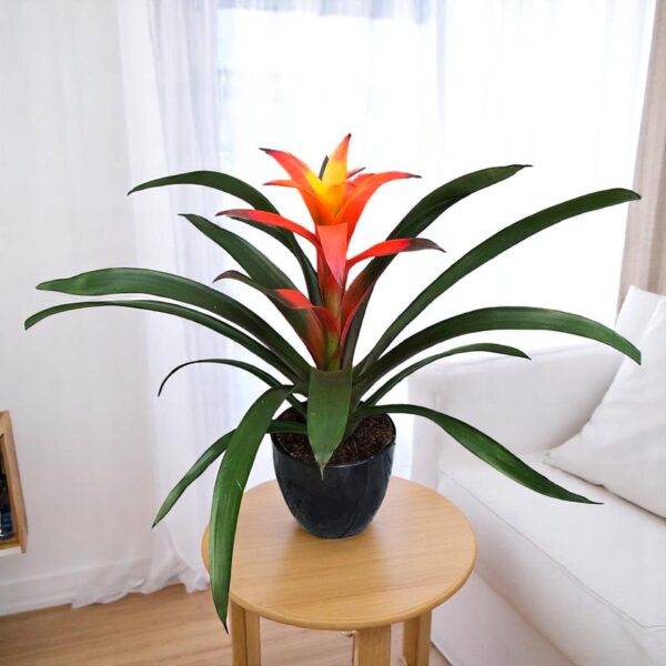 Guzmania Orange Plant - Indoor Flower Plant