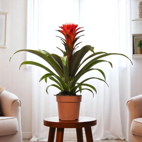 Guzmania Red Plant - Indoor Flower Plant