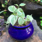 Handi Ceramic Planter