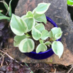 Handi Ceramic Planter