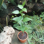 Harshringar Parijat Plant