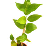 Harshringar Parijat Plant