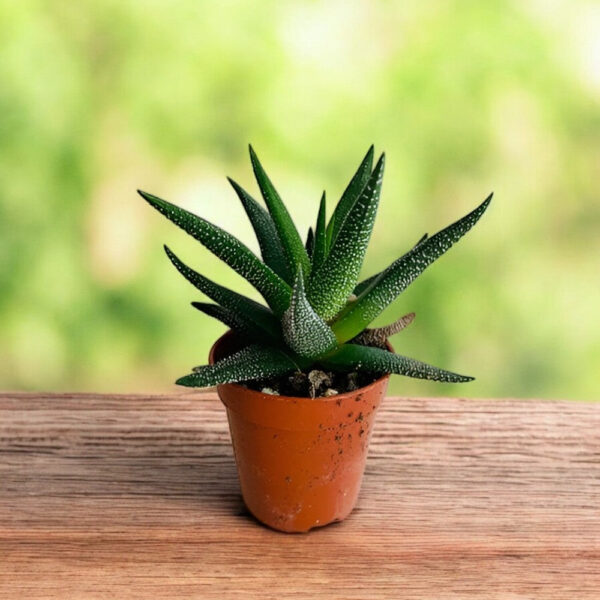 Haworthia Glabrata succulent