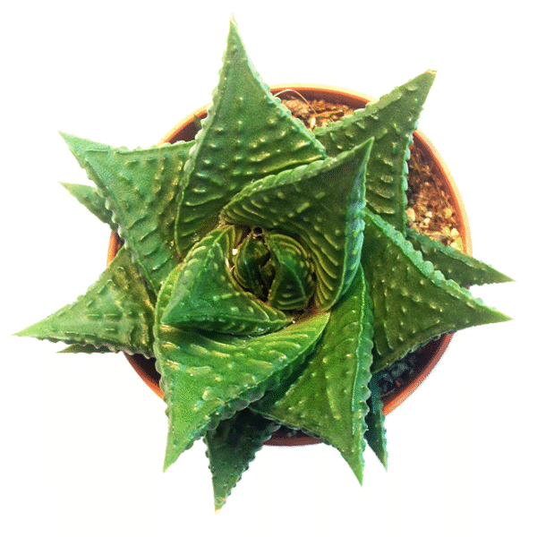 Haworthia Limifolia Fairy Washboard Succulent Plant