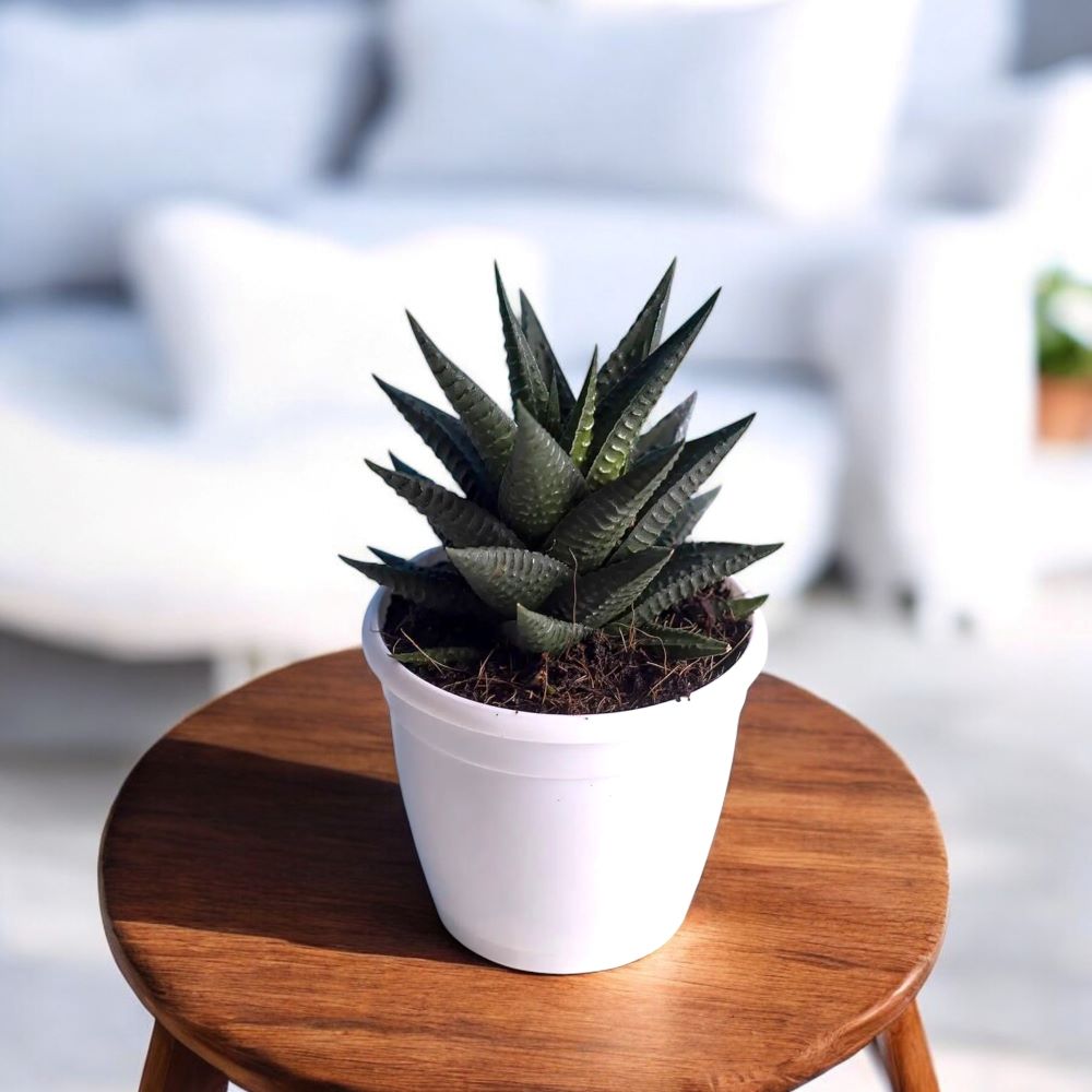 Haworthia Limifolia Var Haworthia Limifolia Var