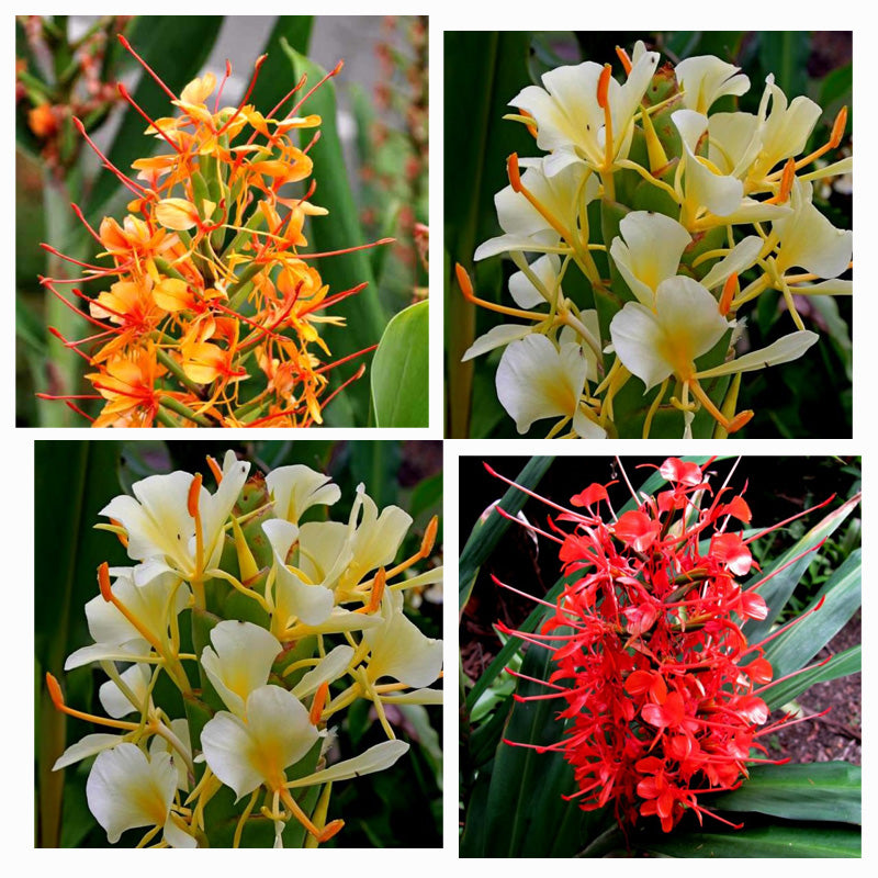 Hedychium Bulbs (Mix, 3 Bulb) Hedychium Bulbs (Mix, 3 Bulb)