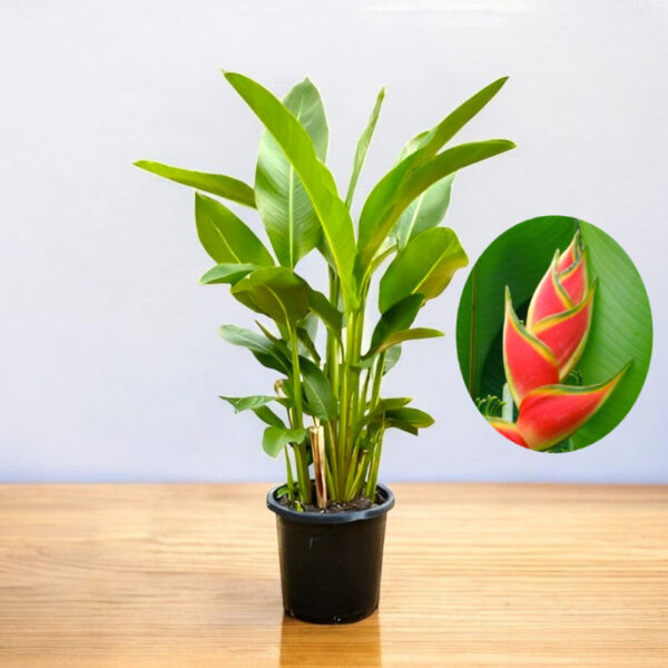 Heliconia Wagneriana Plant