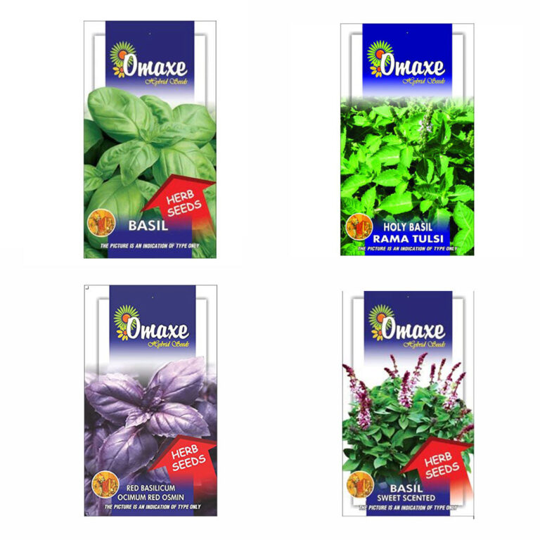 Herb Seeds Pack of 4 (Basil Green, Basil Red, Basil Sweet, Holy Basil) - omaxe seeds