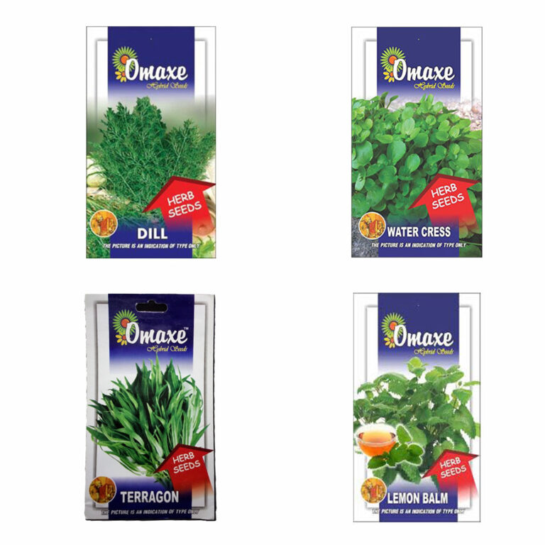 Herb Seeds Pack of 4(Red Mint, Marjoram, Lavender, Rocula Leaves) - omaxe seeds