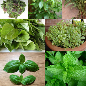 Herbs Seeds Pack - Set of 10 Herbs Seeds - omaxe seeds