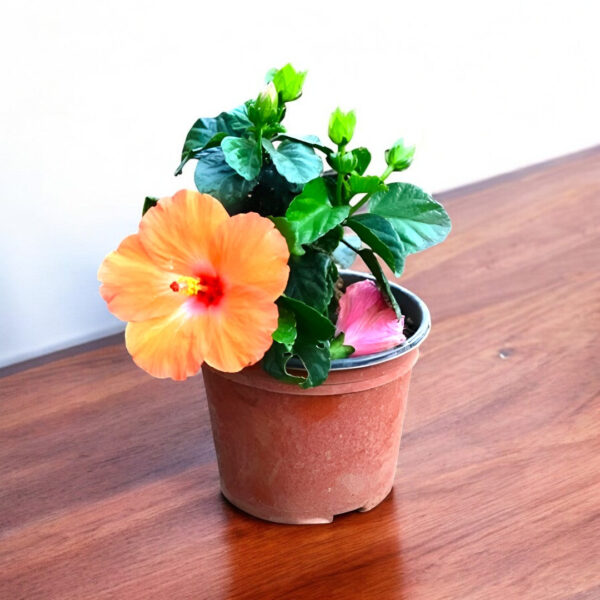 Hibiscus Dwarf Orange Jumbo Plant - Jaswand, Gudhal