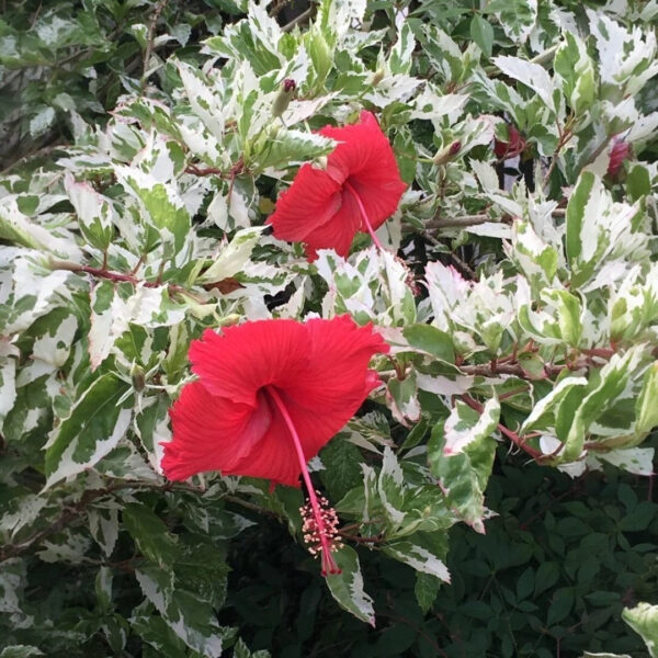 Hibiscus Variegated Plant - Jaswand, Gudhal