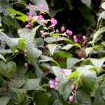 Honolulu Creeper Plant