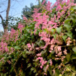 Honolulu Creeper Plant