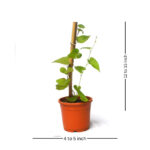 Honolulu Creeper Plant