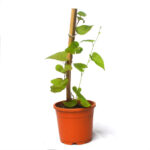 Honolulu Creeper Plant