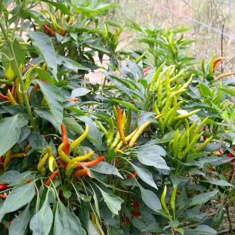 Hot Pepper F1 Hybrid OS-402 seeds (30 Seeds) - omaxe seeds