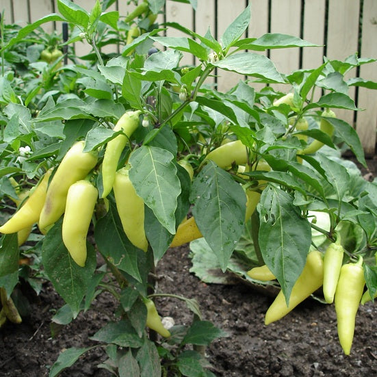 Hot Pepper Yellow Desire Seeds (50 Seeds) - omaxe seeds