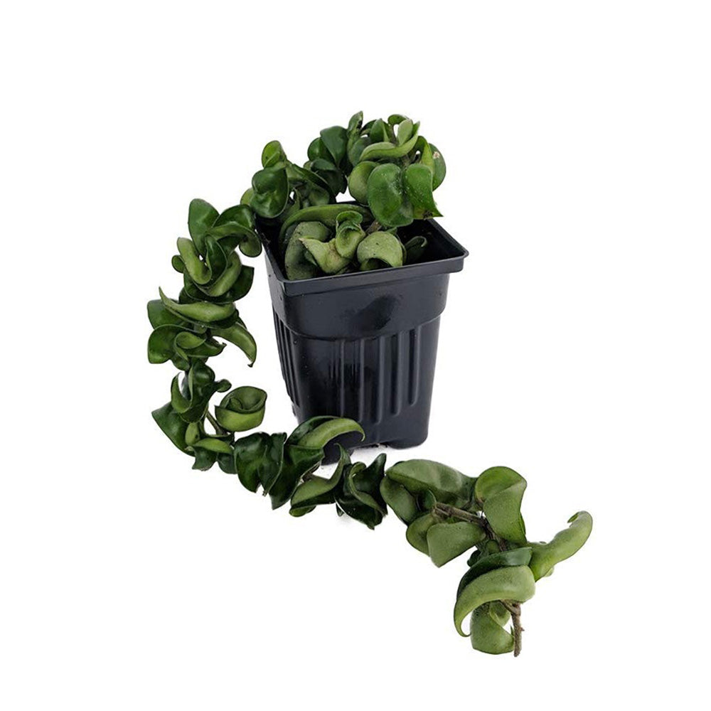 Hoya Compacta plant Hoya Compacta plant