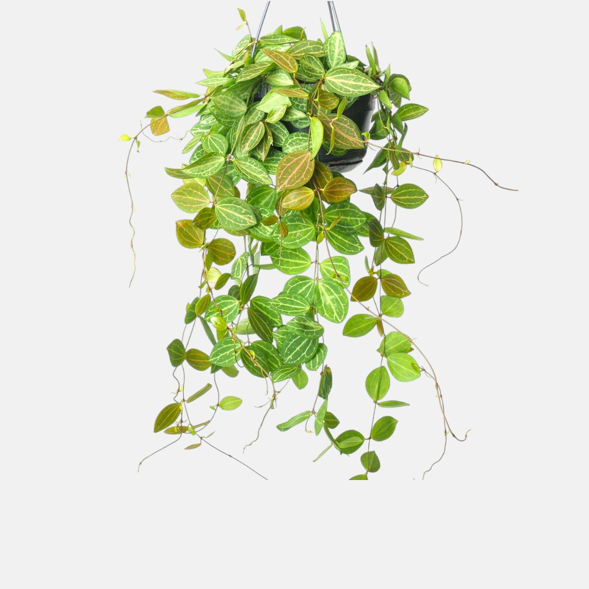 Hoya Watermelon Plant - Dischidia Ovata Hoya Watermelon Plant - Dischidia Ovata