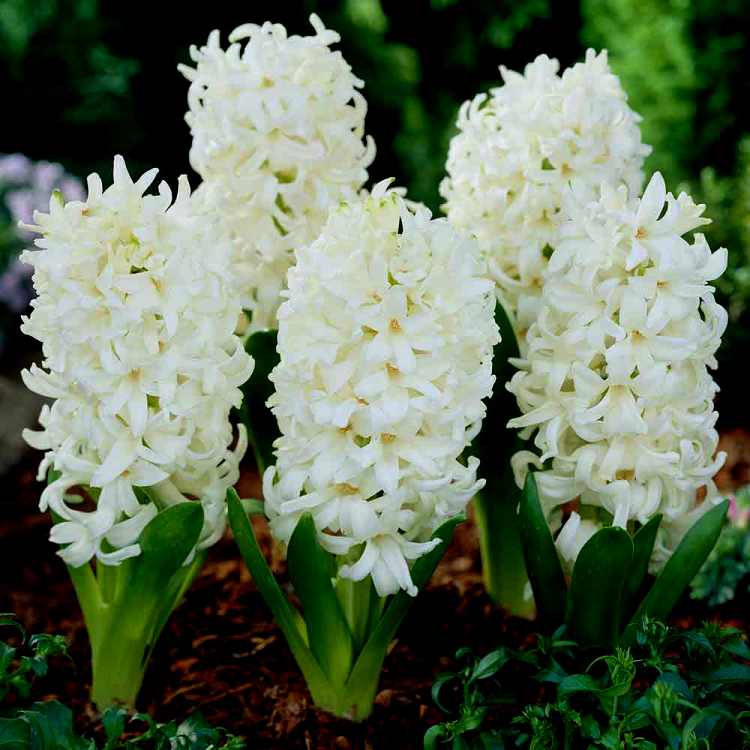Hyacinth Aiolos - 3 Bulbs Hyacinth Aiolos - 3 Bulbs