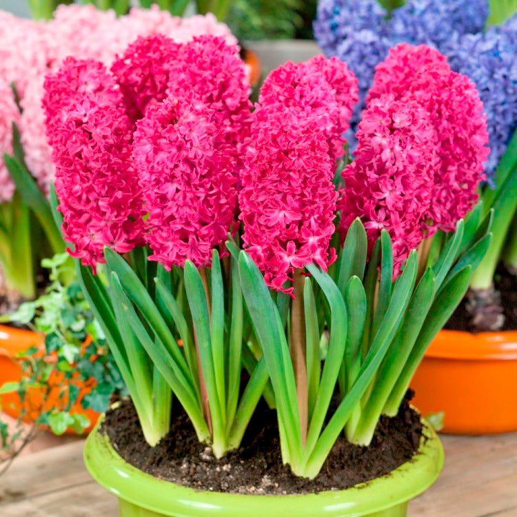 Hyacinth Jan Bos Pink - 3 Bulbs Hyacinth Jan Bos Pink - 3 Bulbs
