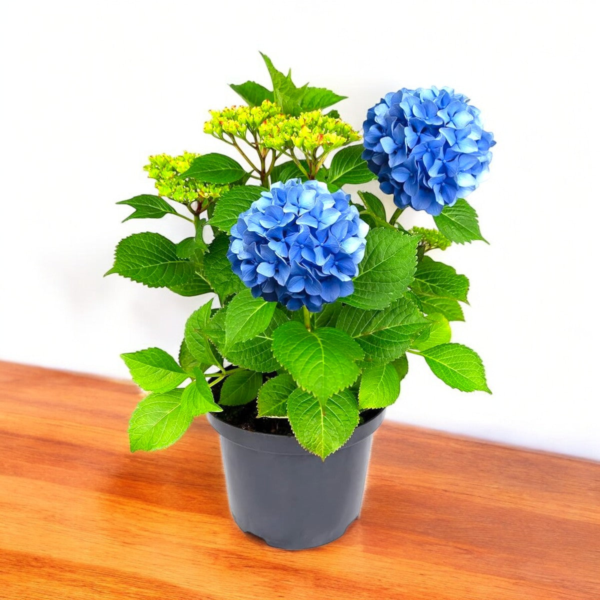 Hydrangea Plant (Blue) – Hybrid Variety Hydrangea Plant (Blue) – Hybrid Variety