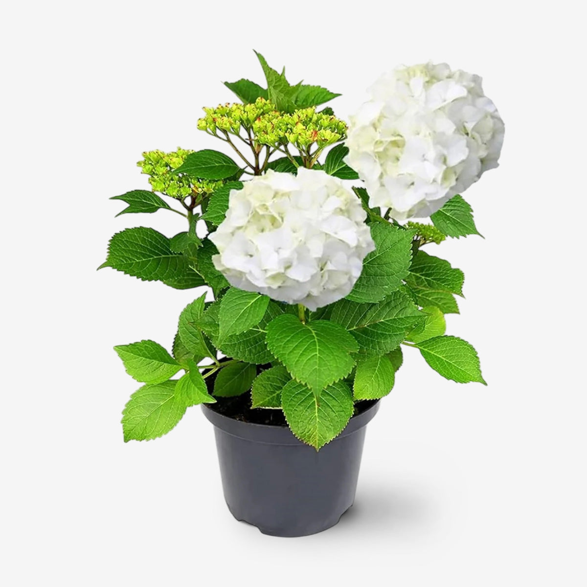 Hydrangea Plant (White) – Hybrid Variety Hydrangea Plant (White) – Hybrid Variety