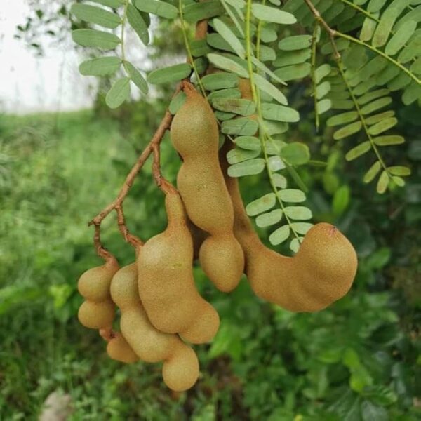 Imli Plant - Tamarind, Tamarindus indica