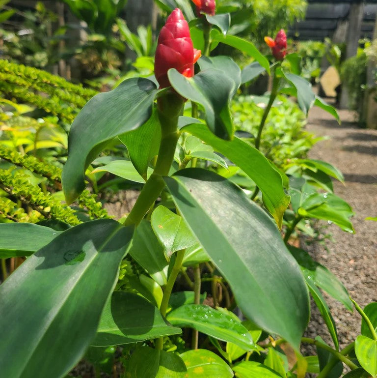 Insulin Plant - Costus - ornamental plant (non edible)
