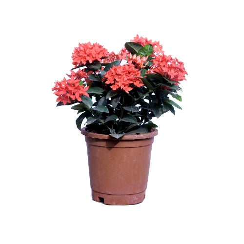Ixora Dwarf Orange Plant