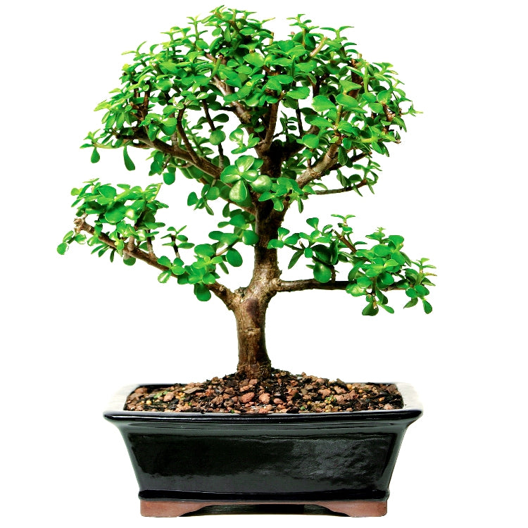 Jade Plant Bonsai - 4 Years Jade Plant Bonsai - 4 Years