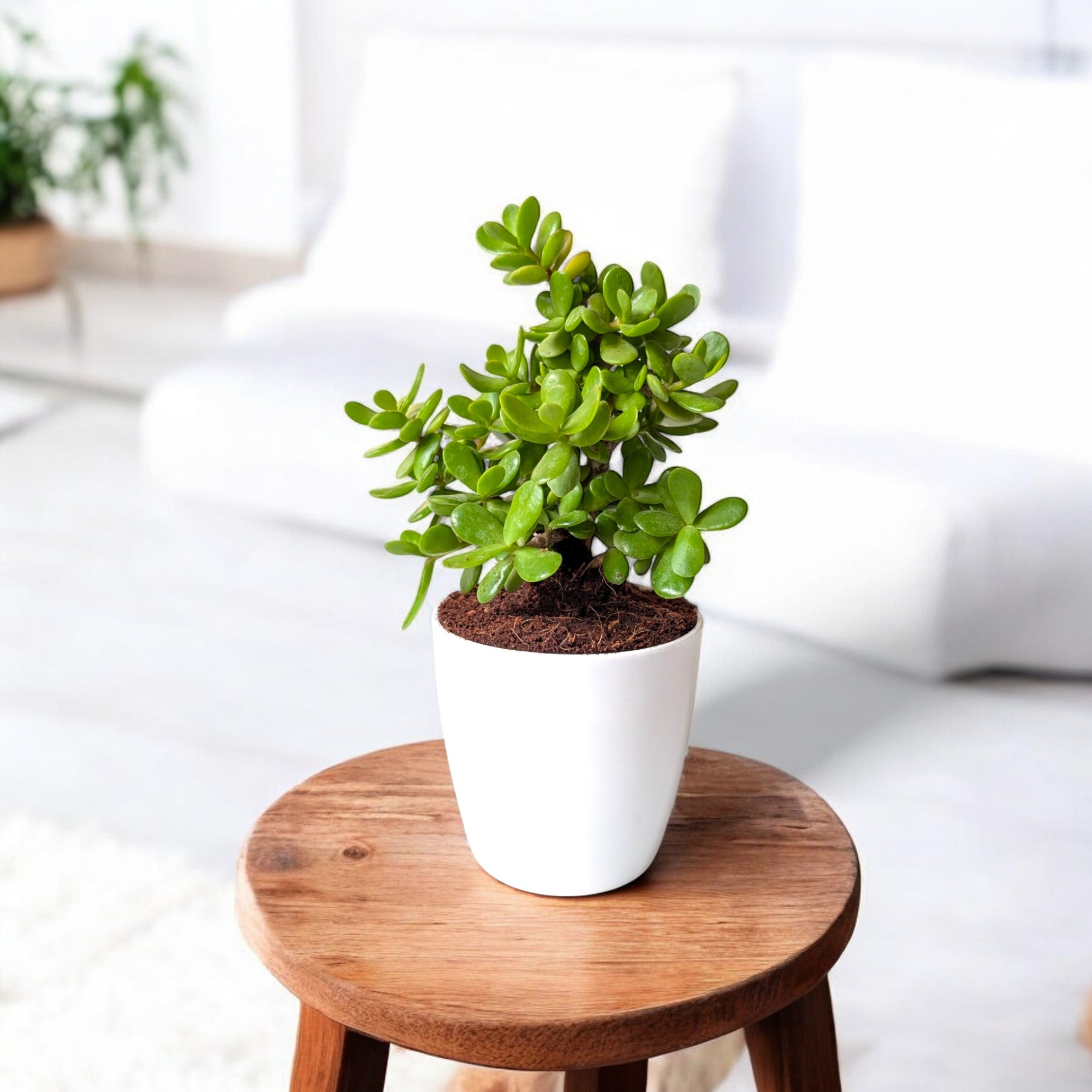 Jade Plant - Indoor Good Luck Succulent Jade Plant - Indoor Good Luck Succulent