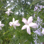 Jasminum Grandiflorum Chameli Plant